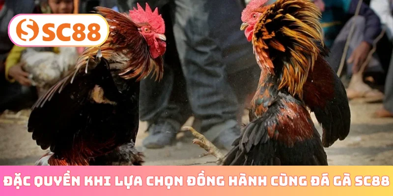 Đặc quyền khi lựa chọn đồng hành cùng đá gà SC88